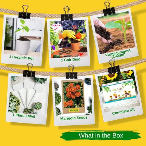 DIY Grow Kit of Marigold Flower