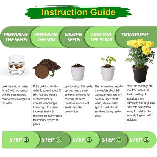 DIY Grow Kit of Marigold Flower