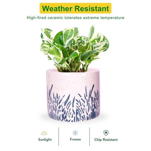 Ceramic Plant Pot