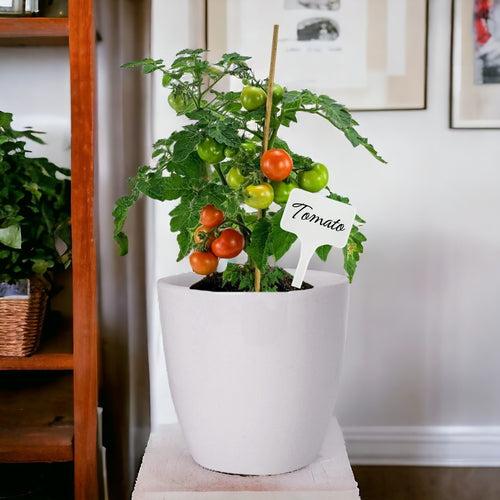 DIY Grow Kit for Cherry Tomato