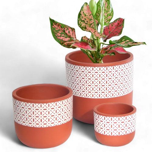 3 Pack Terracotta Pots for Plants