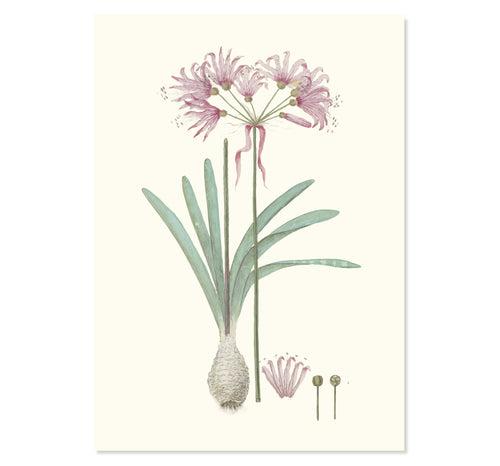 Nerine Humilis Art Print