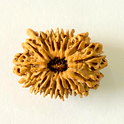 Antique 16 Mukhi with Ganesh Rudraksha (Nepal Origin- 29.29 MM)