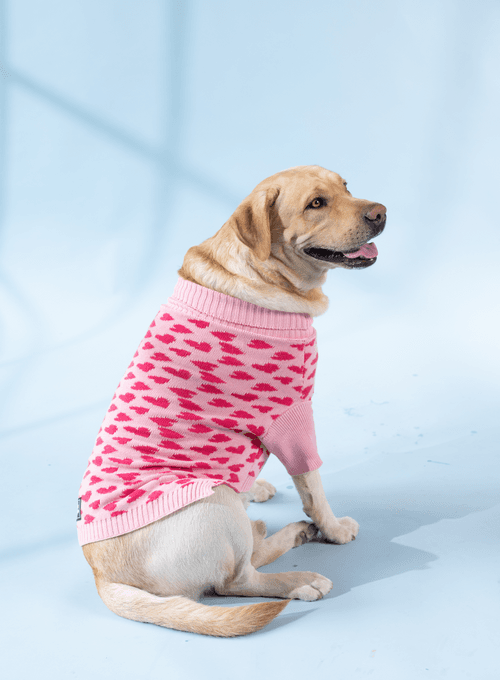 Love is in the Air - Dog Sweater