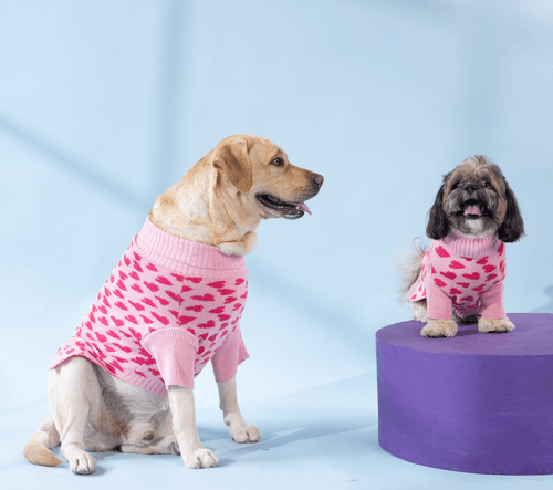 Love is in the Air - Dog Sweater