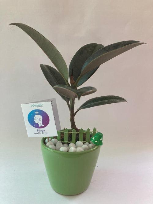 Rubber Plant for Virgo/ Kanya Raashi