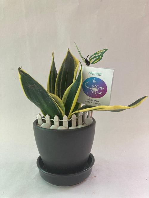 Sansevieria for Scorpio/ Vrishchak Raashi