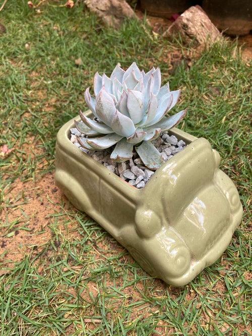 Olive color Car Succulent