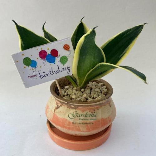 Sansevieria with Birthday Card