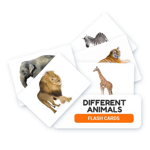 Different Animals Flash Cards