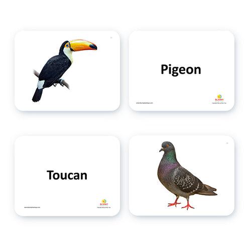 Birds Flash Cards