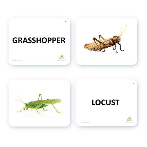 Insect Flash Cards