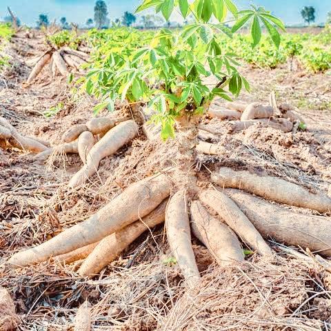 Gobo-Burdock root Papad-KarraPendalum Appadalu