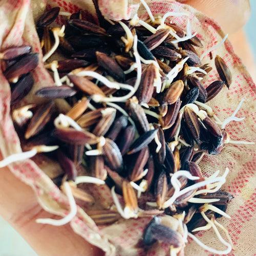 Manipuri Black Paddy Seeds-Chakhao Black Paddy