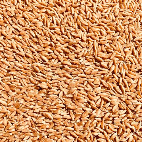 Khapli Wheat-Emmer-Seeds For Cultivation kg