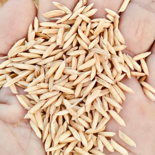 K3 Maharaj Paddy Seeds For Cultivation