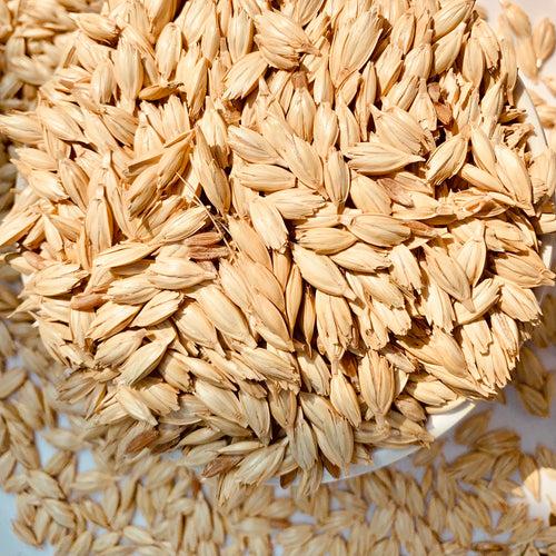 Khapli Wheat-Emmer-Seeds For Cultivation kg