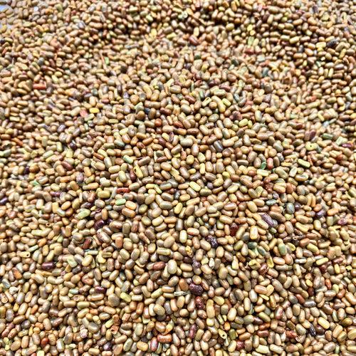 Sesbania Seeds-Jeeluga Vithanalu-Dhaincha Beej