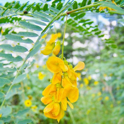 Sesbania Seeds-Jeeluga Vithanalu-Dhaincha Beej