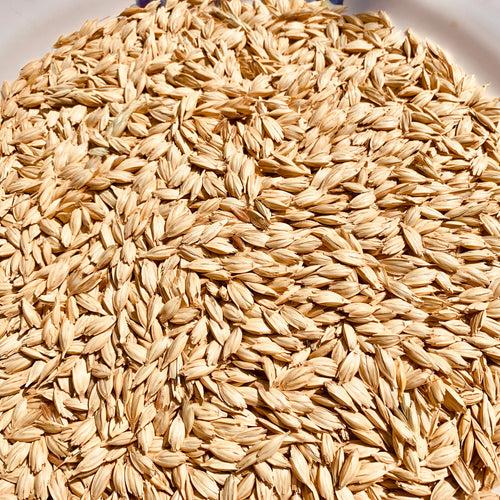 Khapli Wheat-Emmer-Seeds For Cultivation kg