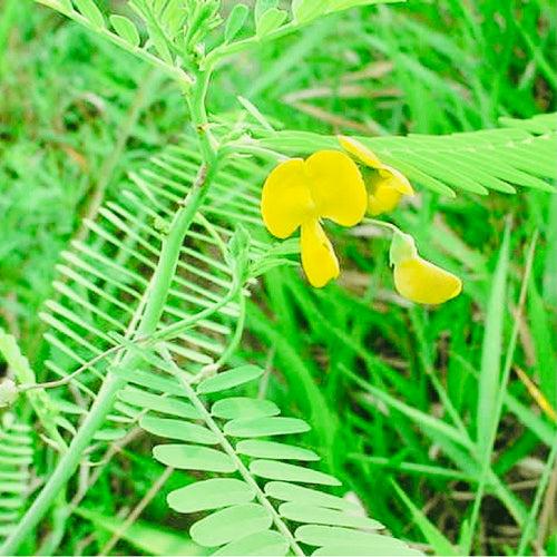 Sesbania Seeds-Jeeluga Vithanalu-Dhaincha Beej