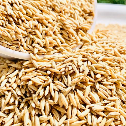 MTU-1282 Paddy Seeds-Andhra Pradesh