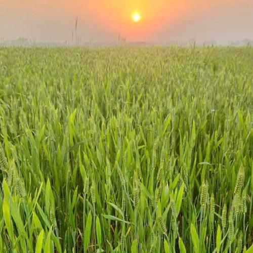 Desi Paigambri wheat Seeds-Cultivation