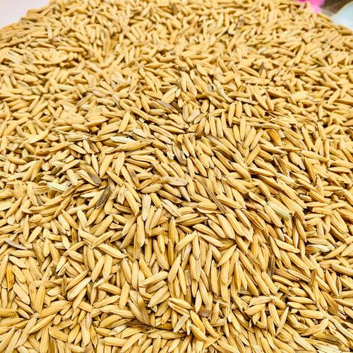 K3 Maharaj Paddy Seeds For Cultivation