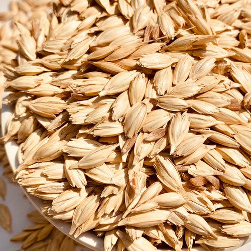 Khapli Wheat-Emmer-Seeds For Cultivation kg