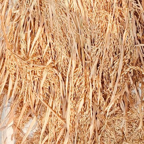 WGL-1246 Paddy Seeds