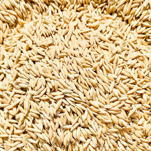 MTU-1282 Paddy Seeds-Andhra Pradesh