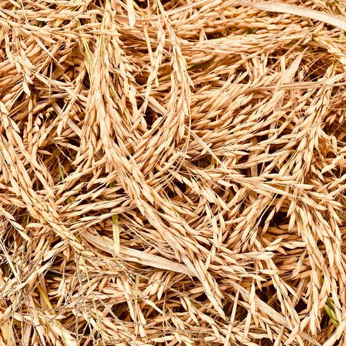 Scented Rice-Sugandha Paddy Seeds-1 Kg Pack