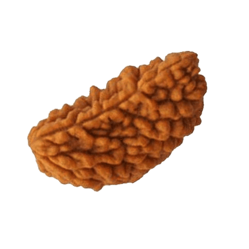 Ek Mukhi Rudraksha