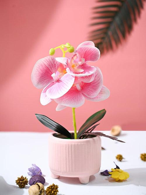 Orchid Flowers With Peach Pot