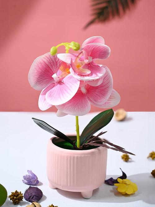 Orchid Flowers With Peach Pot