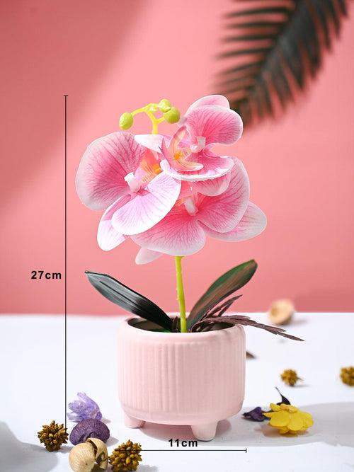 Orchid Flowers With Peach Pot