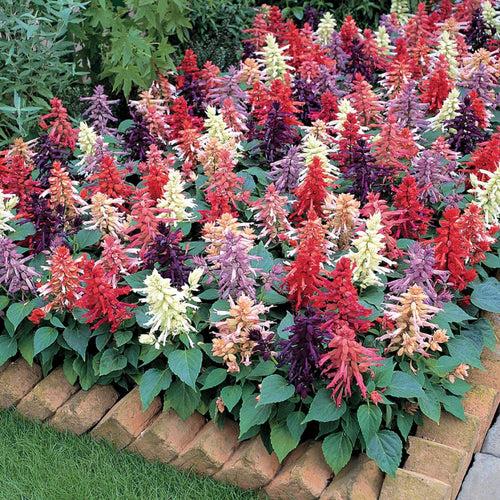 Salvia Dwarf Reddy Formula Mixed (Hybrid)