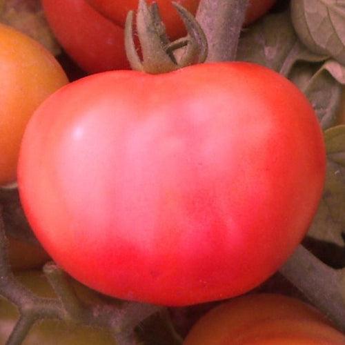 Tomato Seeds F-1 Hybrid US - 525 Desi Type (Determinate)