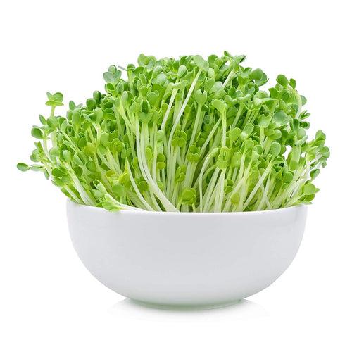 Arugula - Micro green Seeds