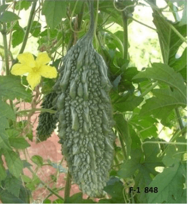 Bittergourd Seeds F1 Hybrid- US 8848