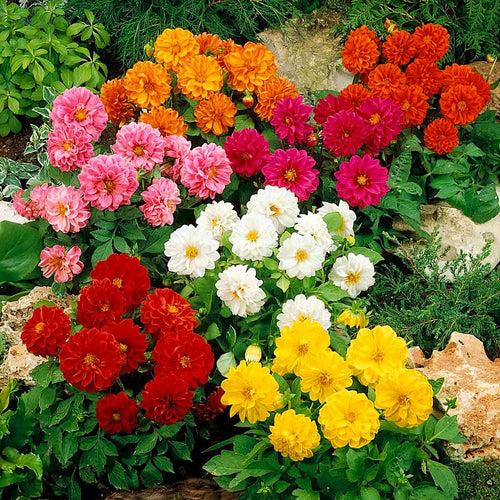 Dahlia Figaro Mixed - Flower Seeds