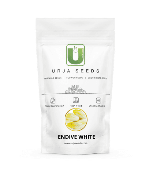 Endive White