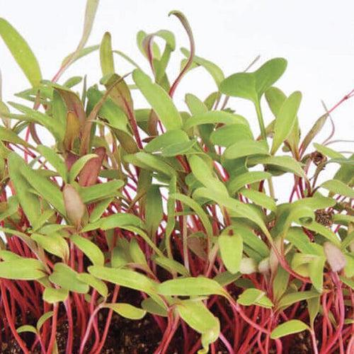 Swiss  Chard Micro green Seeds