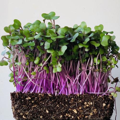 Red Cabbage - Micro green Seeds