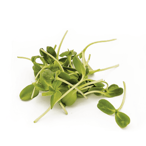 Sunflower Micro green Seeds