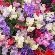 Sweet Pea Mixed- Flower Seed