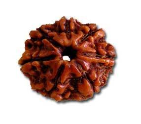 Mahalakshmi Prasad + 7 Mukhi Dhanprapti Rudraksha