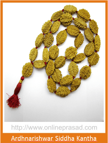 Natural 2 Mukhi Rudraksha Kantha / Ardhnarishwar Siddha Kantha