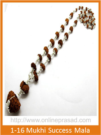 1-16 Mukhi Gauri Shankar & Ganesh Rudraksha Mala / Success Mala