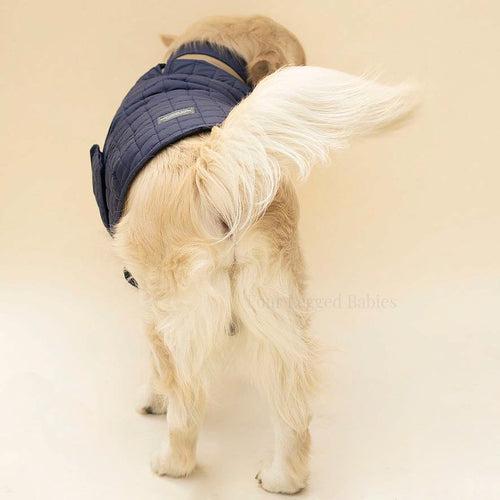 Quilted Dog jacket Royal blue